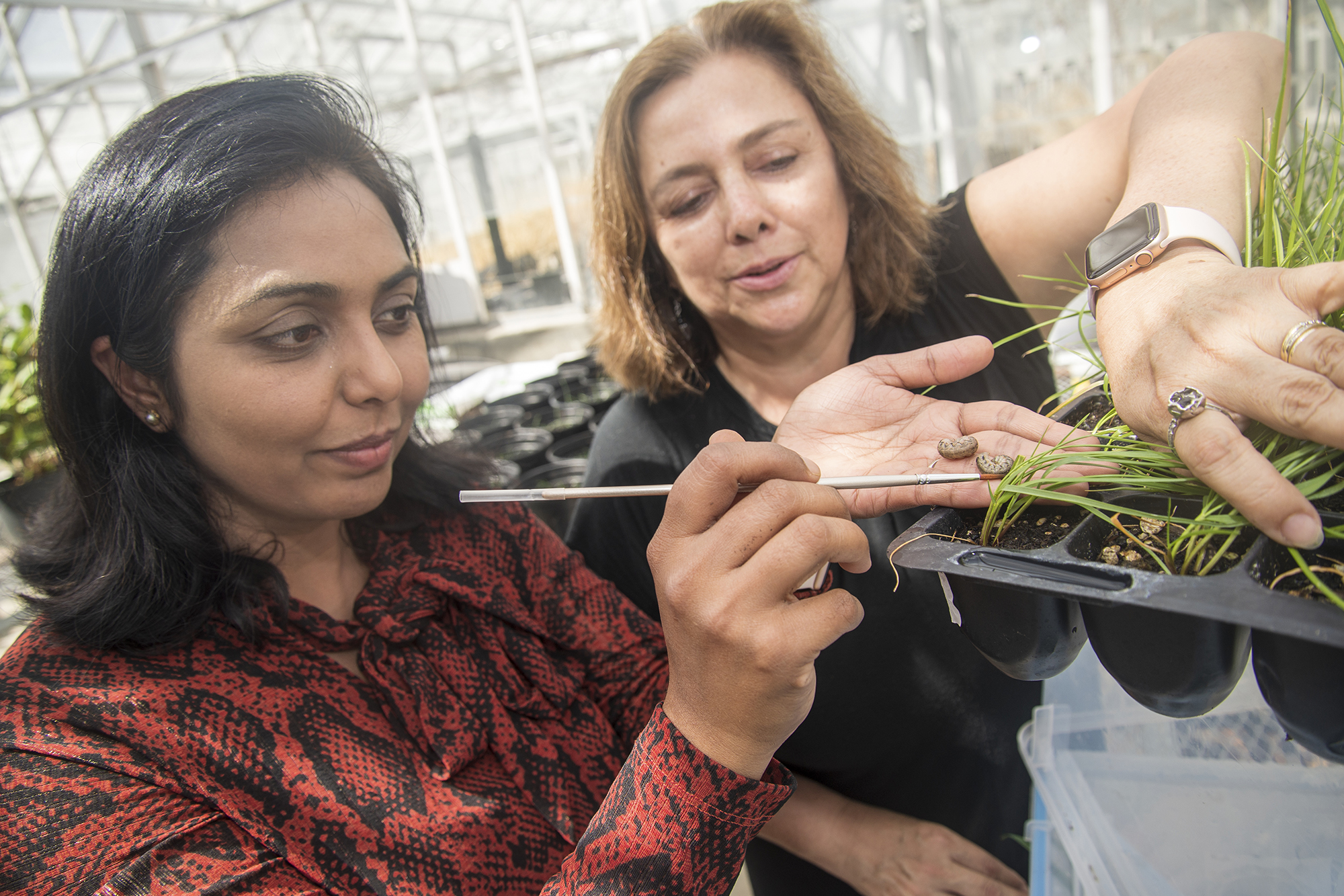 Two women looking at plant in greenhouse