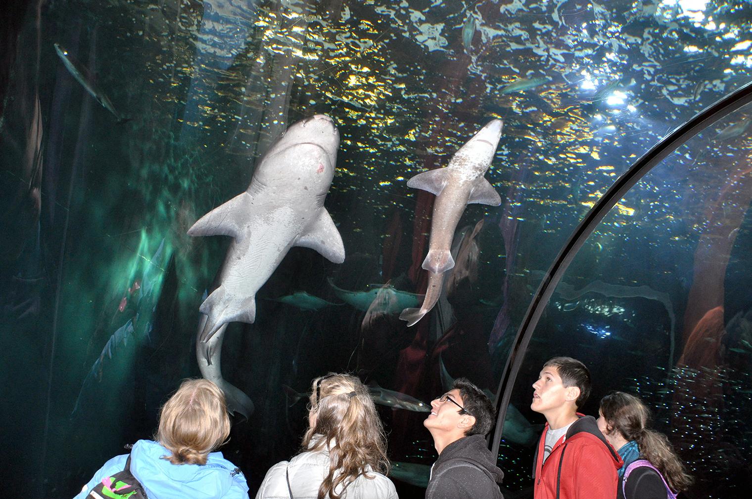 People looking up at sharks in aquarium overhead
