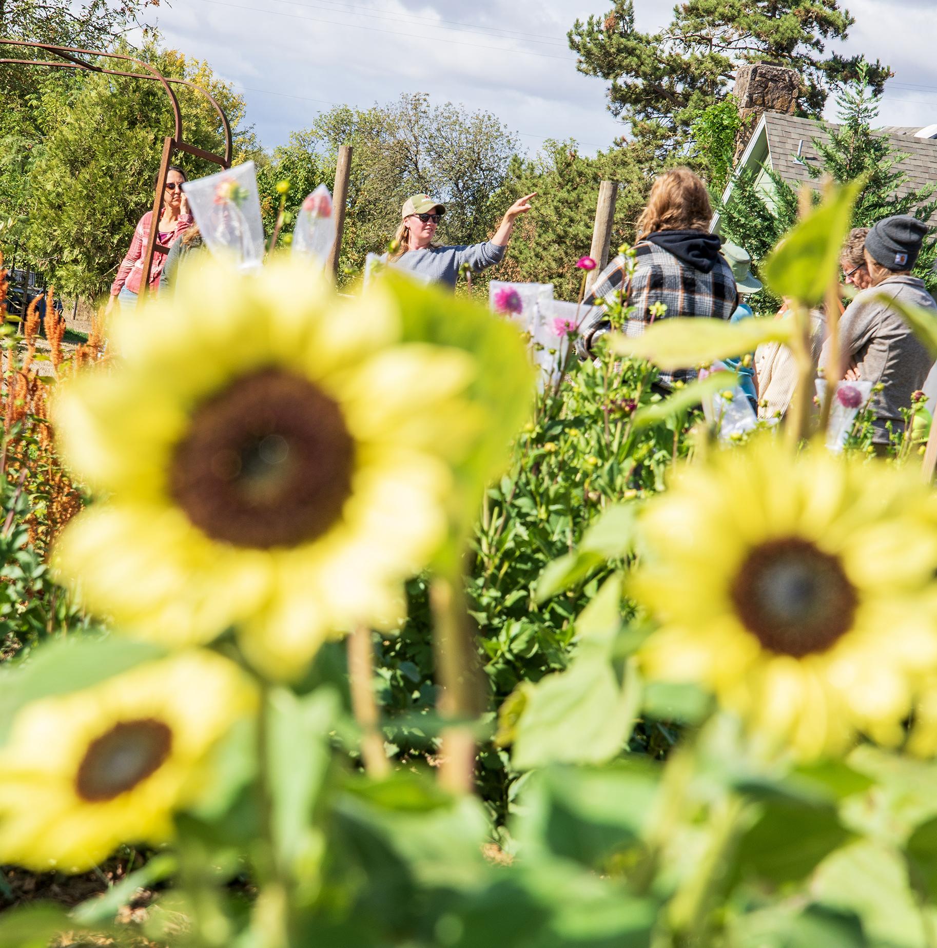 women in distance behind field of sunflowers