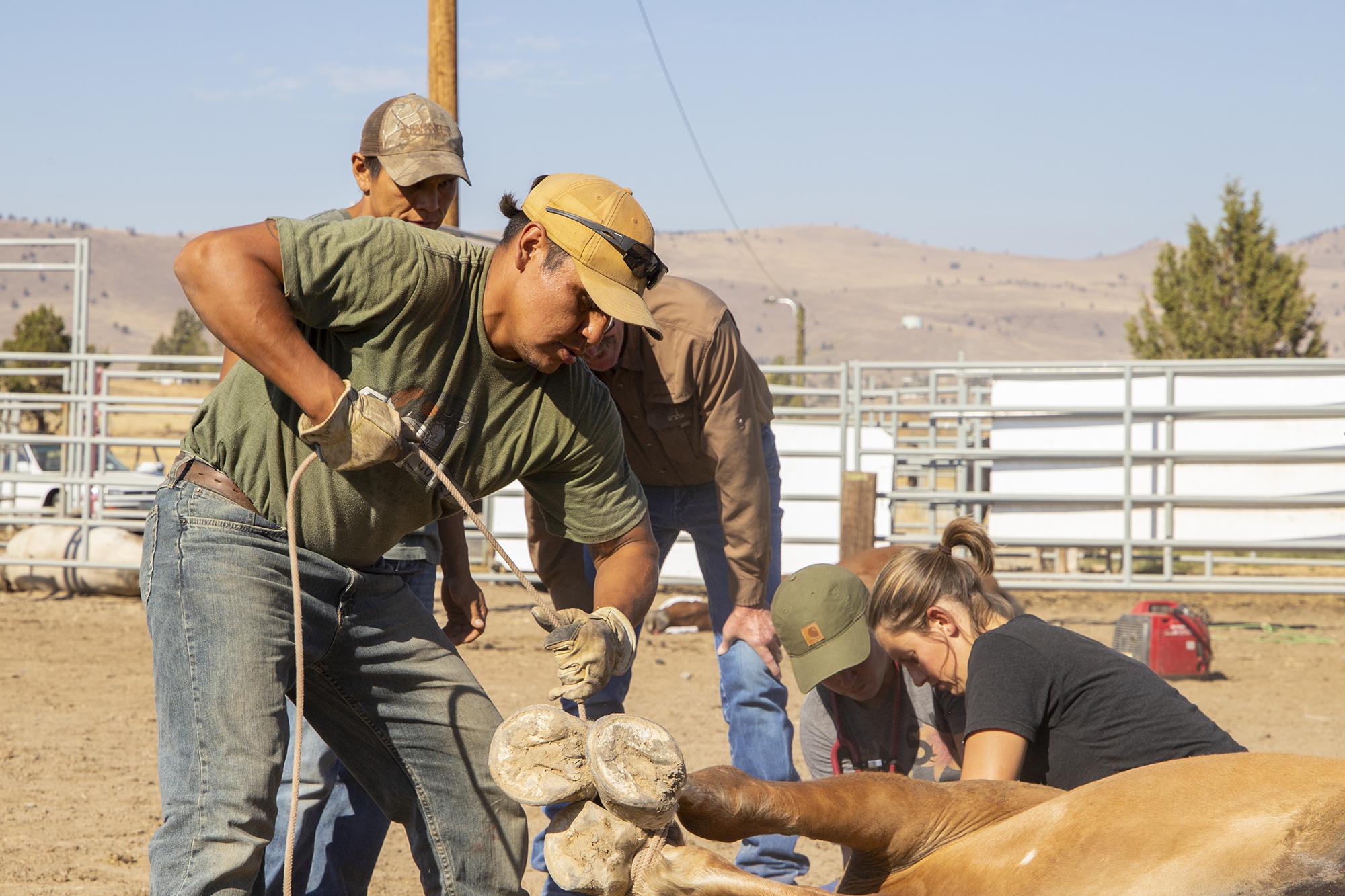 Man roping a horse's hooves as others work on it