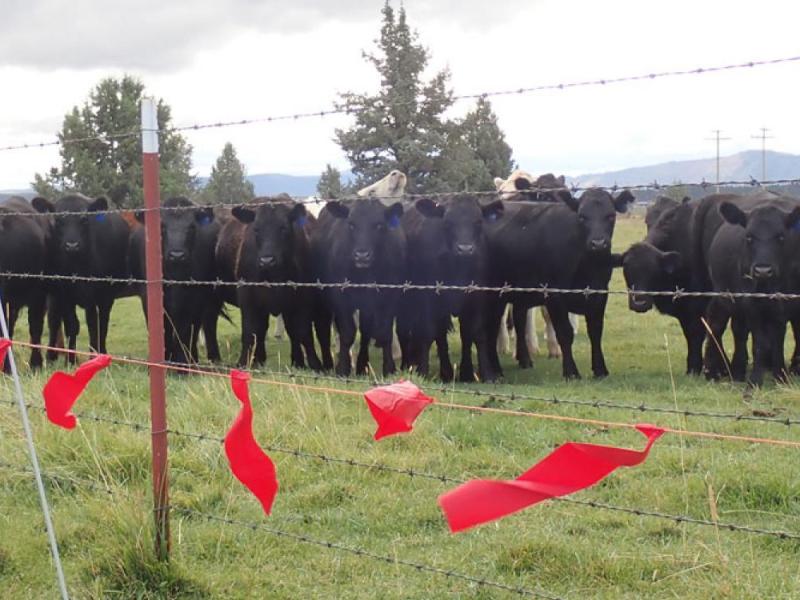 livestock behind barbed fence with red flags