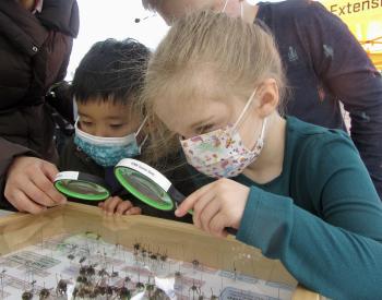 kids looking at bees through magnifying glasses